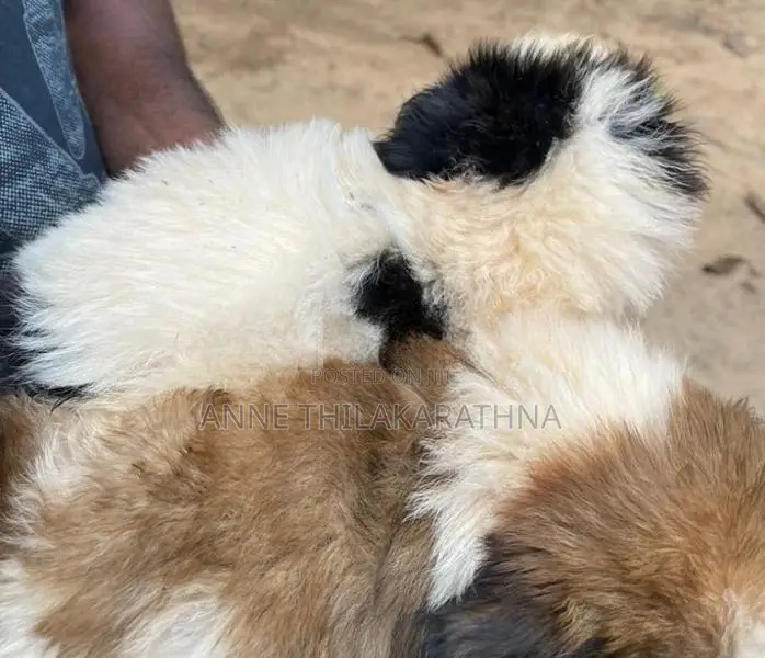 Shih Tzu Puppies