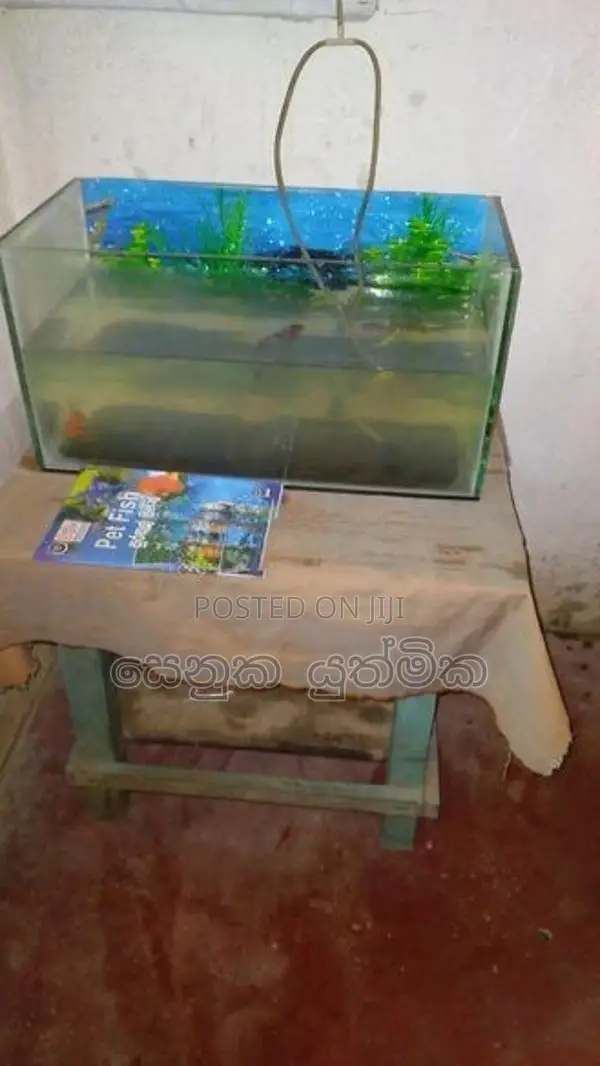 මාළු ටැංකියක්