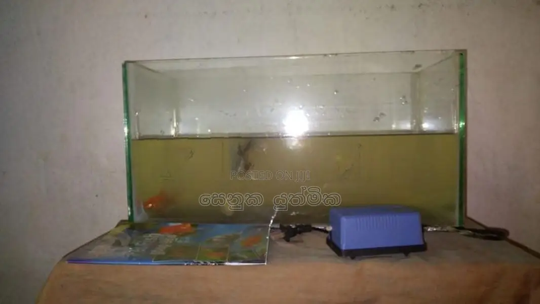 මාළු ටැංකියක්