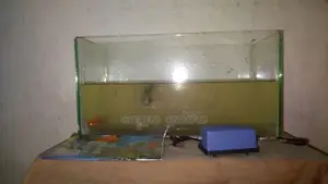 මාළු ටැංකියක්