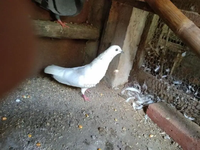 Pigeon
