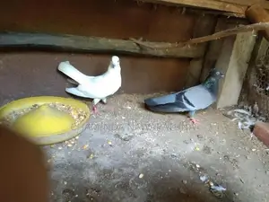 Pigeon