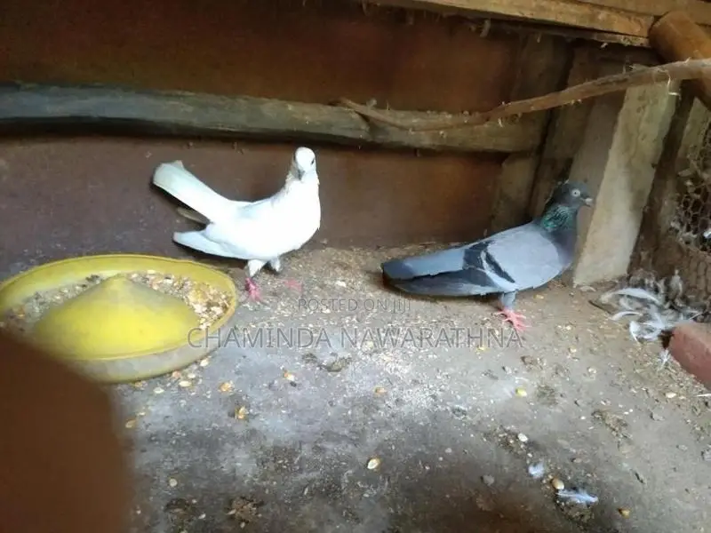 Pigeon
