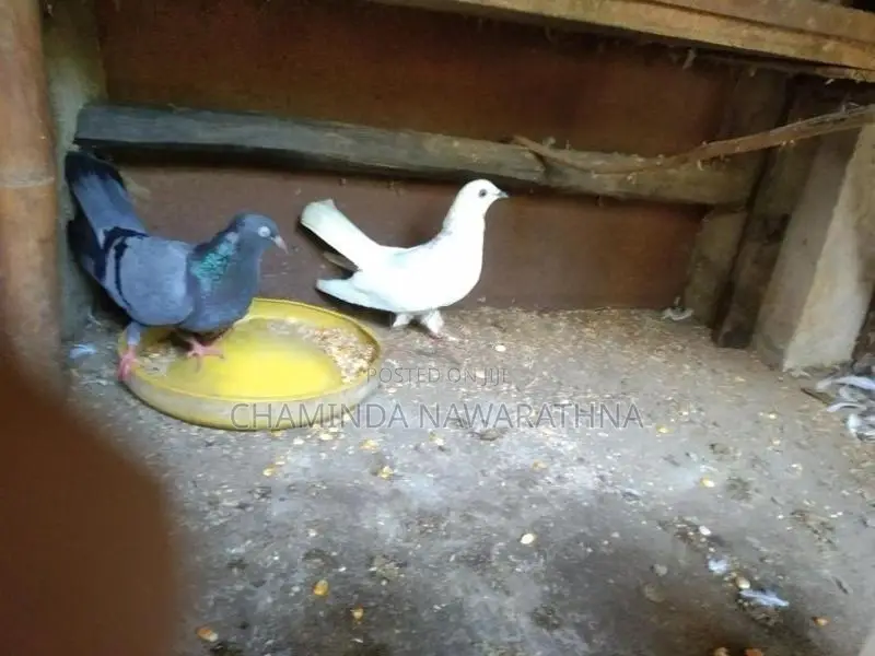 Pigeon