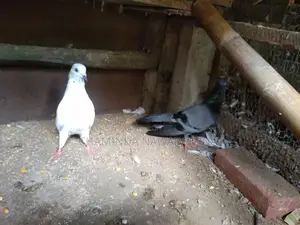 Pigeon