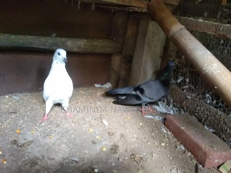 Pigeon