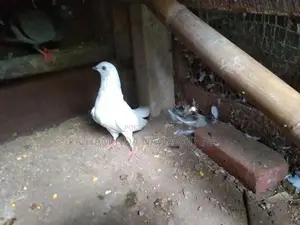 Pigeon