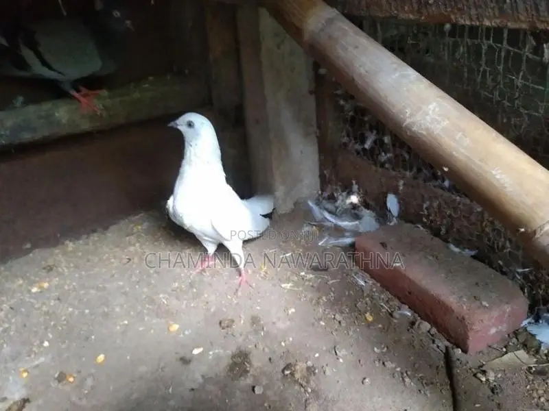 Pigeon