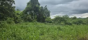 Land For Sale in Sigiriya - සීගිරියෙන් අනර්ග ඉඩමක් විකිණීමට
