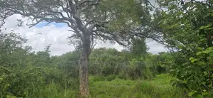 Land For Sale in Sigiriya - සීගිරියෙන් අනර්ග ඉඩමක් විකිණීමට