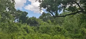 Land For Sale In Sigiriya - සීගිරියෙන් අනර්ග ඉඩමක් විකිණීමට