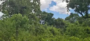 Land For Sale In Sigiriya - සීගිරියෙන් අනර්ග ඉඩමක් විකිණීමට