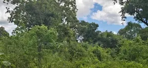 Land For Sale In Sigiriya - සීගිරියෙන් අනර්ග ඉඩමක් විකිණීමට