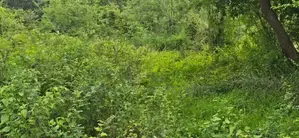 Land For Sale In Sigiriya - සීගිරියෙන් අනර්ග ඉඩමක් විකිණීමට