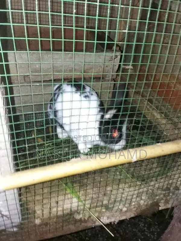 Rabbit