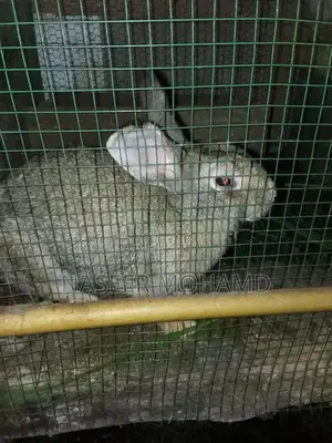 Rabbit