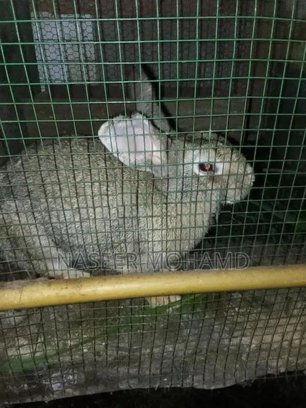 Rabbit