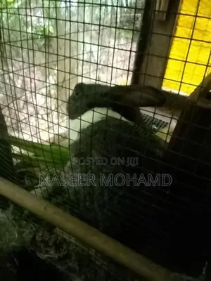 Rabbit