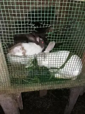 Rabbit