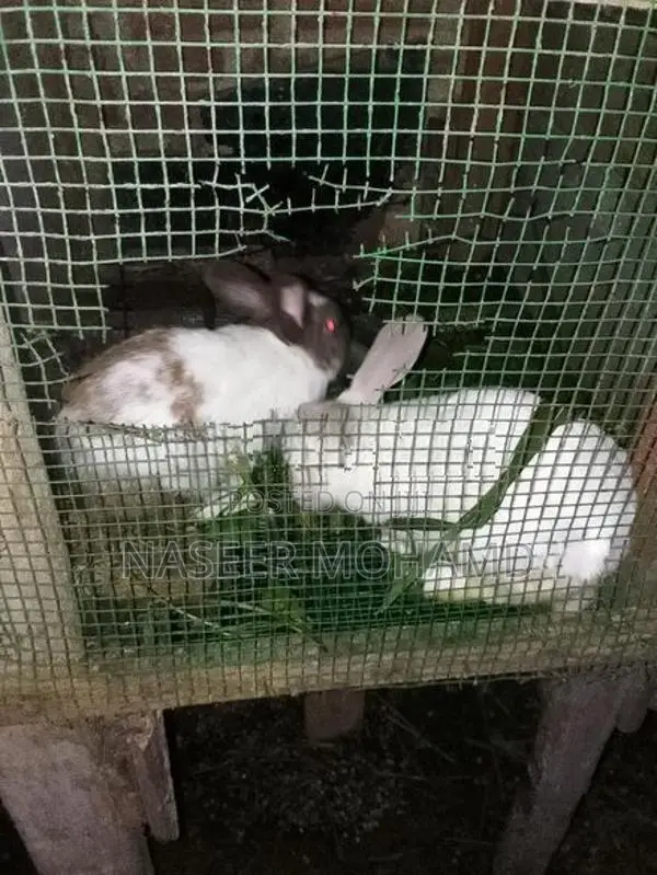 Rabbit