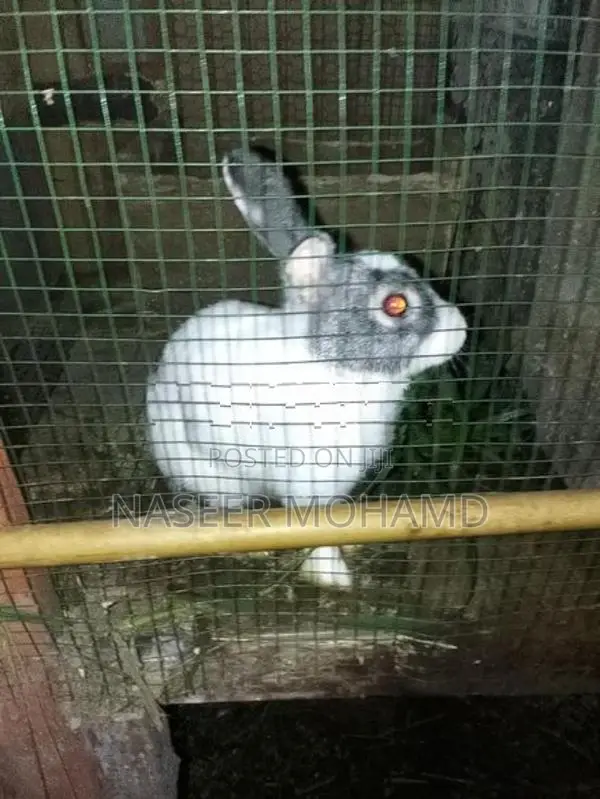 Rabbit