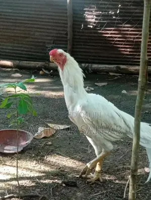 Parrot Beak