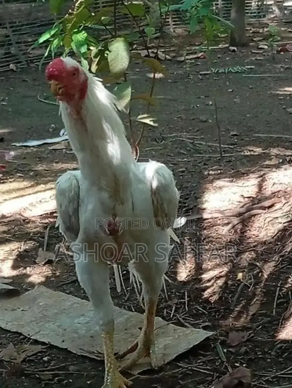 Parrot Beak