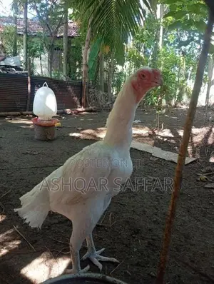 Parrot Beak