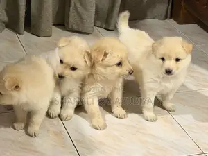 Pomeranian Puppies