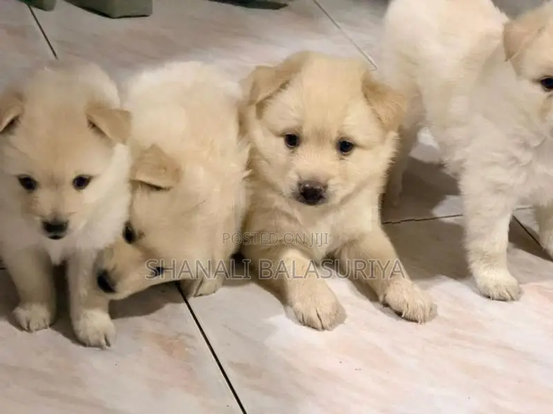 Pomeranian Puppies