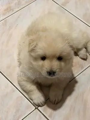 Pomeranian Puppies