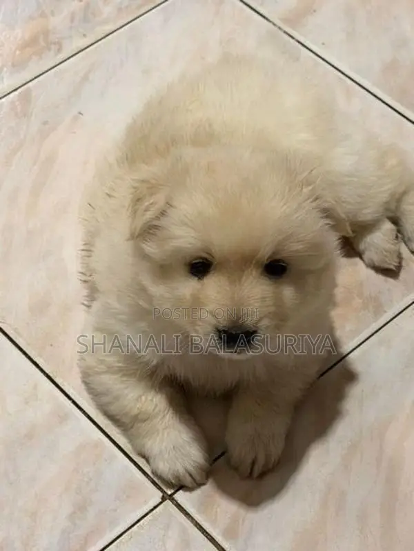 Pomeranian Puppies