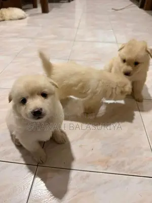 Pomeranian Puppies
