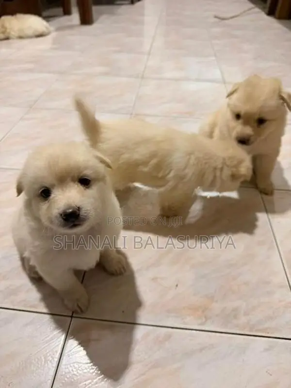 Pomeranian Puppies