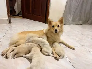 Pomeranian Puppies