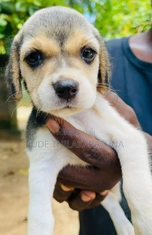 Beagle Puppies