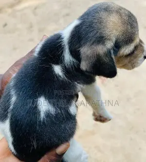 Beagle Puppies