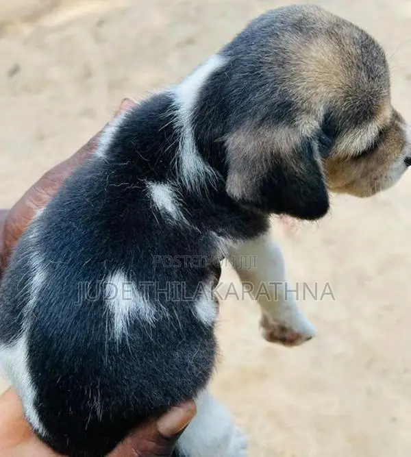 Beagle Puppies