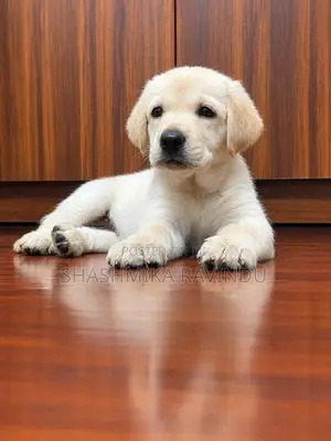 Labrador Retriever