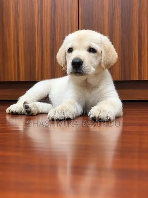 Labrador Retriever