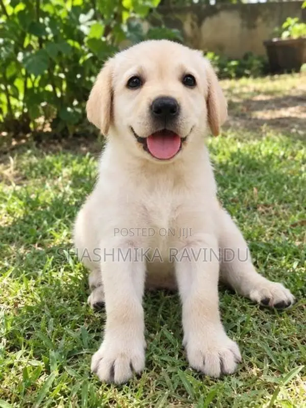 Labrador Retriever