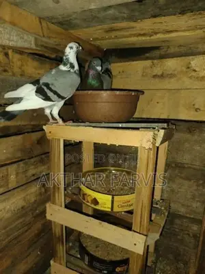 Racing Homing Breeding Pair - Bird