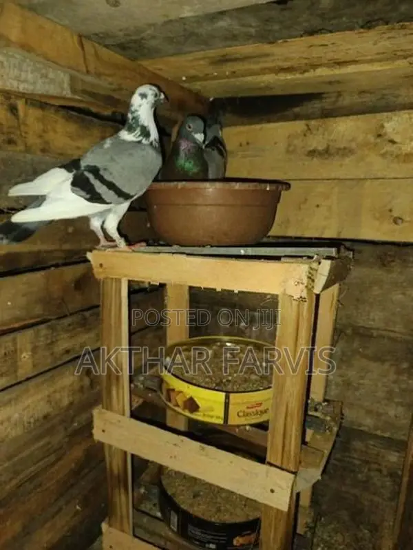 Racing Homing Breeding Pair - Bird