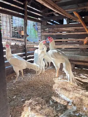 Parrot Nose Rooster