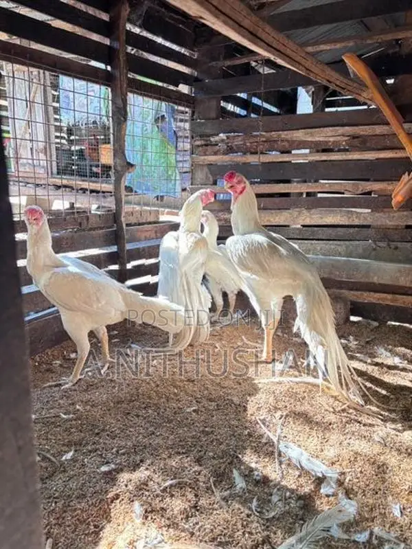 Parrot Nose Rooster