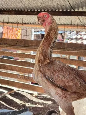 Parrot Nose Rooster