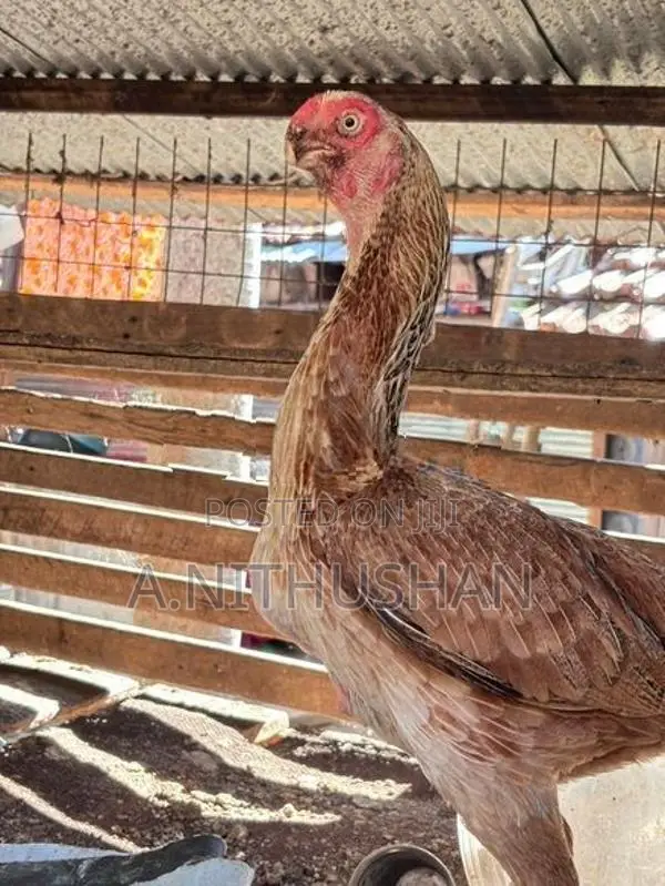 Parrot Nose Rooster