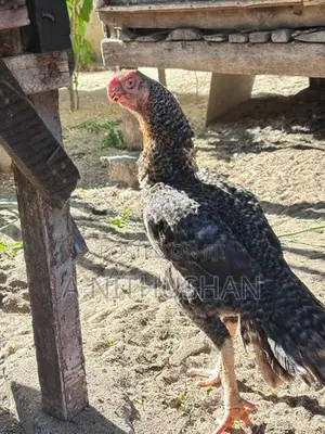 Parrot Nose Rooster