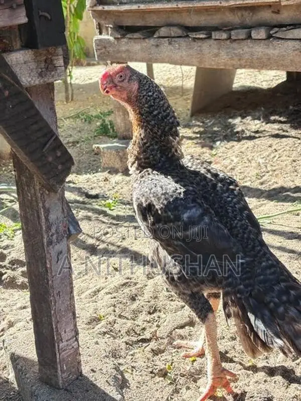 Parrot Nose Rooster