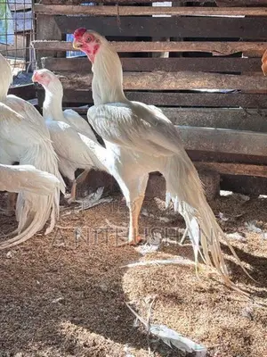 Parrot Nose Rooster